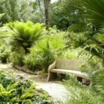 Best Tropical Palms and Ferns for Warm Climates: A Complete Grower's Guide