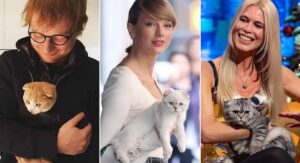 What You Didn't Know About Celebrities Who Own Rare Cat Breeds Like the Scottish Fold