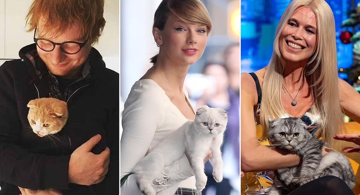 What You Didn't Know About Celebrities Who Own Rare Cat Breeds Like the Scottish Fold